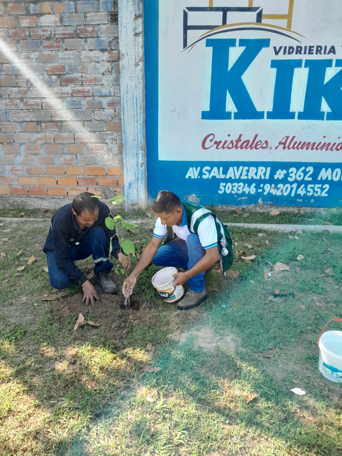 SIEMBRAN PLANTAS FORESTALES NATIVAS Y EXÓTICAS EN INTERIOR DE ESTADIO MUNICIPAL DEL DISTRITO DE MORALES. 